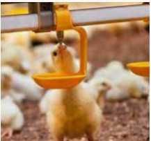 Система ніпельного напування готова система на 7 ніпельних напувалок