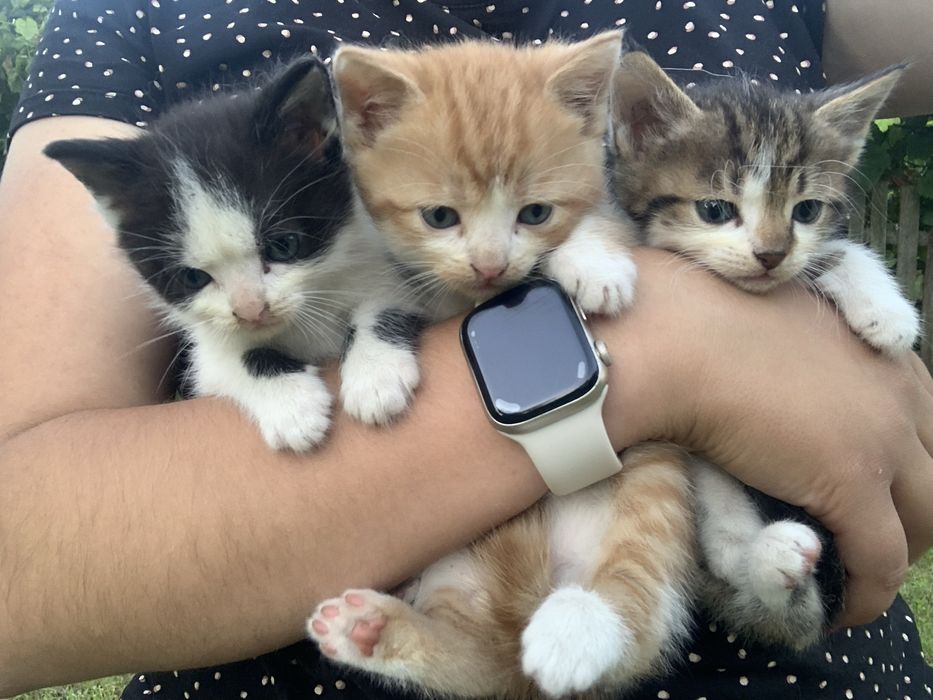 ТЕРМІНОВО! Віддам в добрі руки!ХЛОПЧИКИ