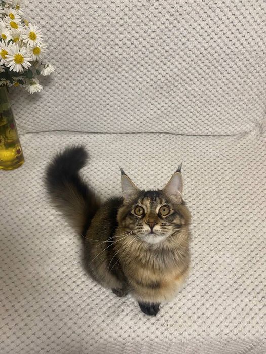 Котики Мейн-кун.