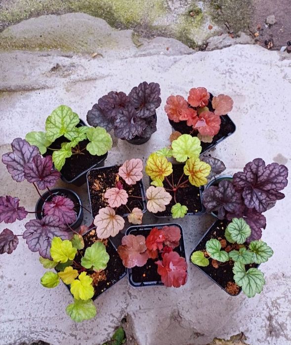 Гейхера продам набором