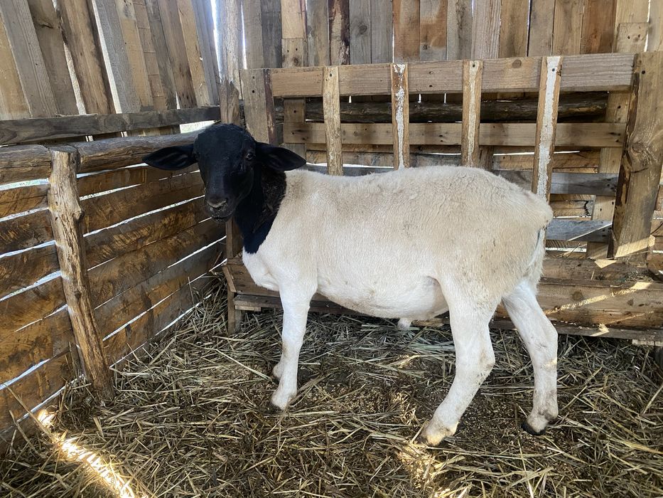 Дорпер 100% вівці барани овечки ягнята