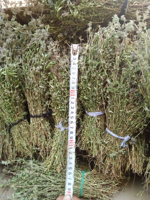 Сухоцвіт материнка віники  - пучечки