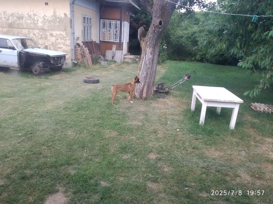 Віддамо боксера в хороші руки