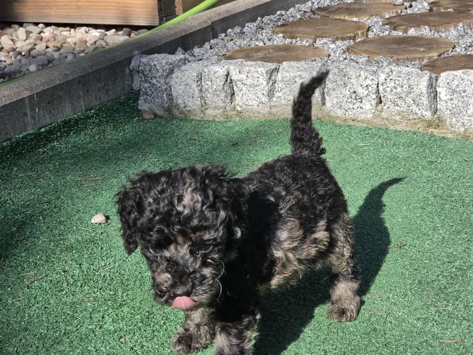 Pudel miniaturowy z metryką w kolorze merle