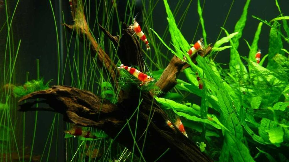 Мох , минералы, креветки кристалл, листья миндаля