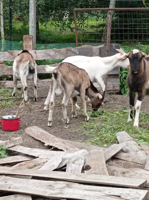 Kozioł koziołek capek anglonbijski AN  87%