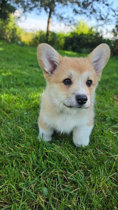 Welsh Corgi Pembroke szczeniak