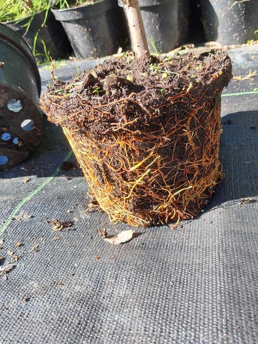 Thuja SMARAGD 70cm TUJA PROMOCJA Brabant  Aureospicata 80cm szmaragd