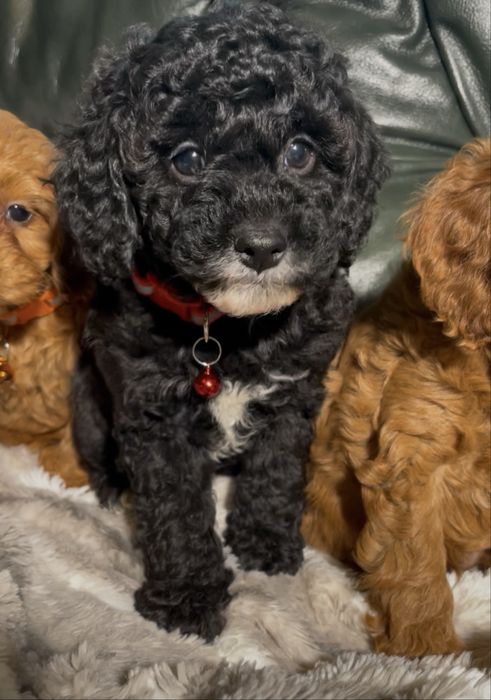 Cavapoo dostępna sunia czarna z białymi znaczeniami