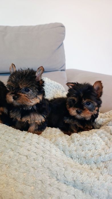 Yorkshire terrier suczka