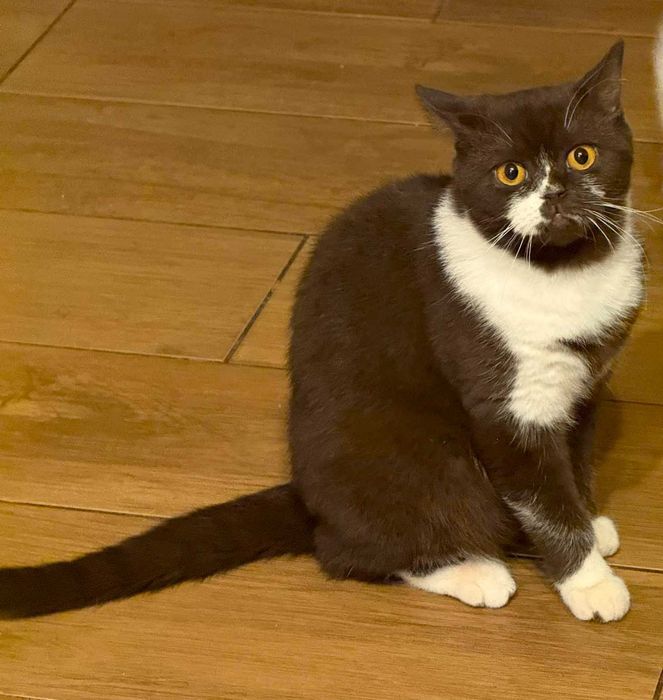 Kotka Brytyjska Czekoladowa Bikolorka