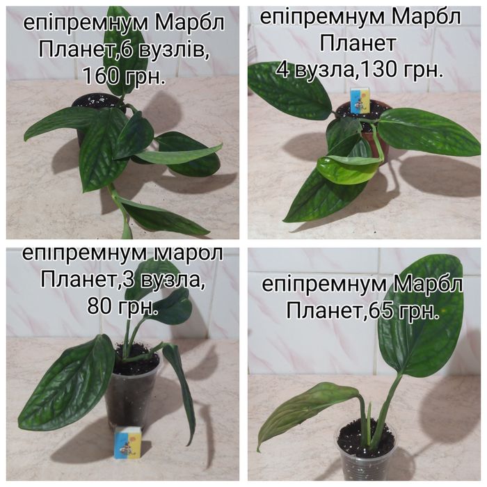 Епіпремнум,сциндапсус,монстера,філодендрон