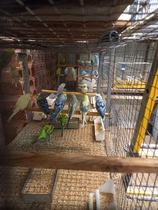 Piriquitos australianos e ingleses