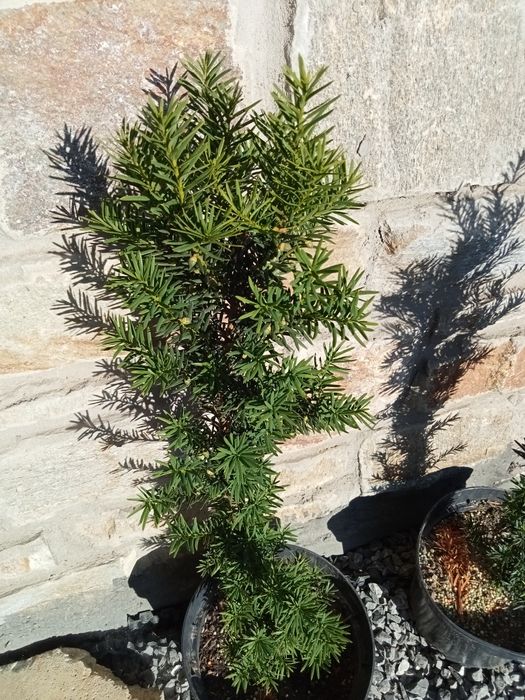 Cis hicksii doniczka 5 l 60-80 cm  100 sztuk