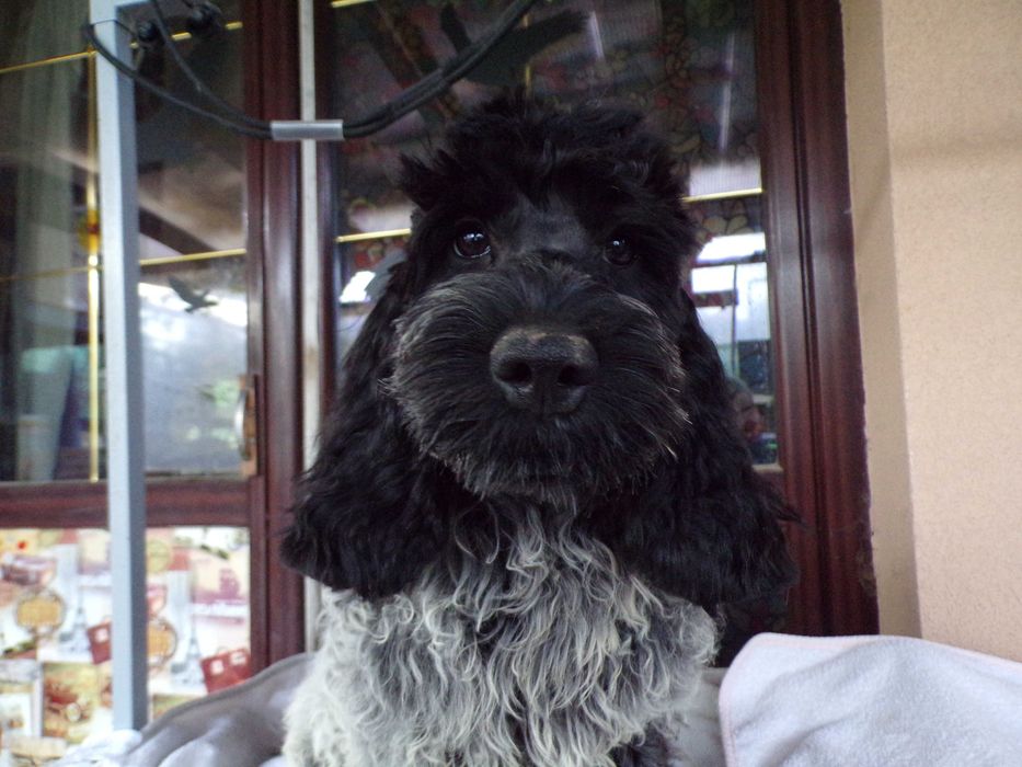 Cockapoo F1 ,nieduży,piękny, unikalny  piesek Blue Roan, tata FCI, badania