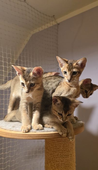 SAVABI - Nowa Rasa kocurek