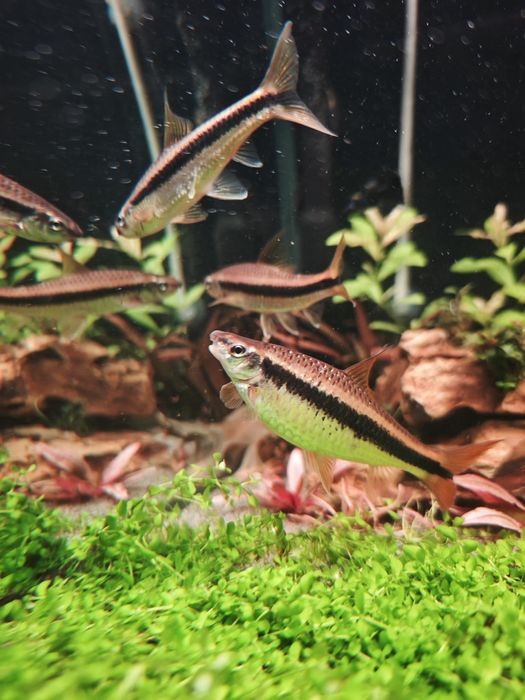 Comedor de algas siamês JUMBO