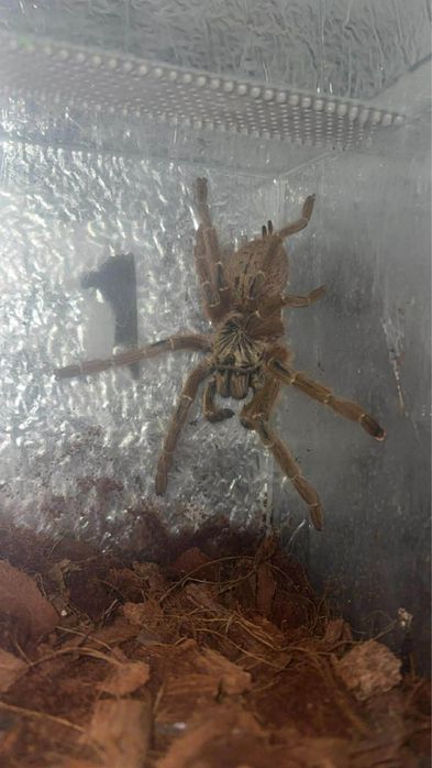 Dorosła samica murinus usambara