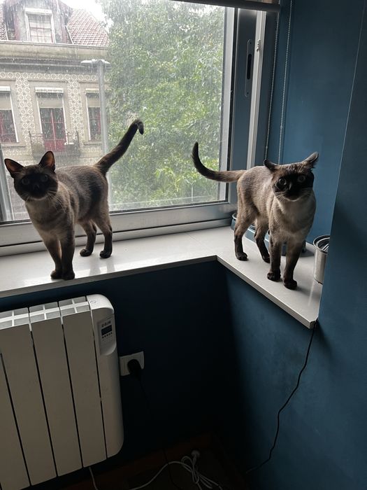 Two Cats for Adoption