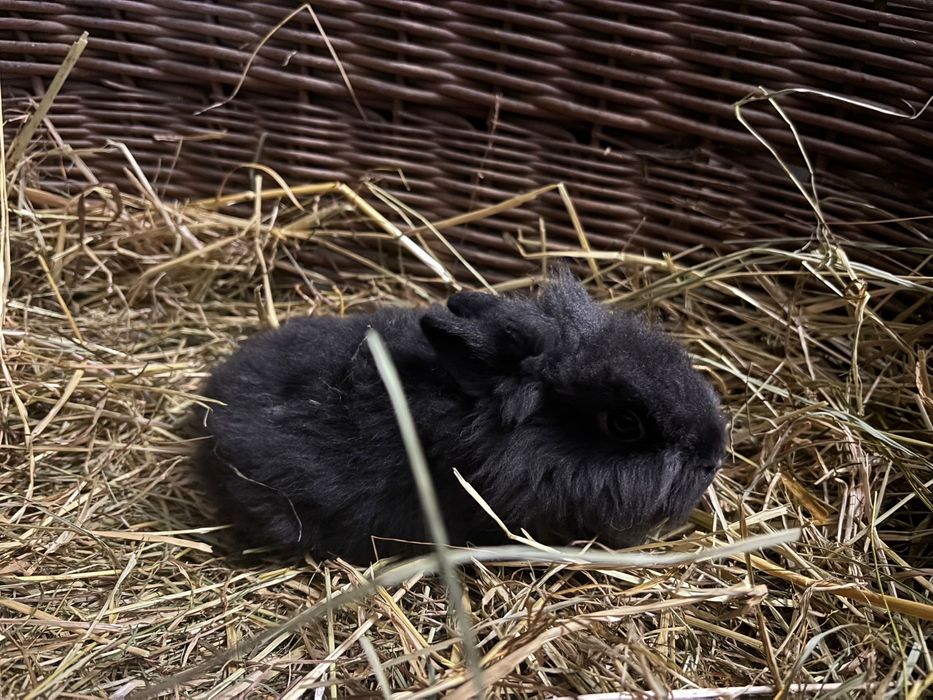 Króliczki miniaturki karzełek