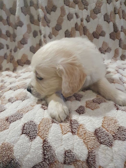 Golden retriever