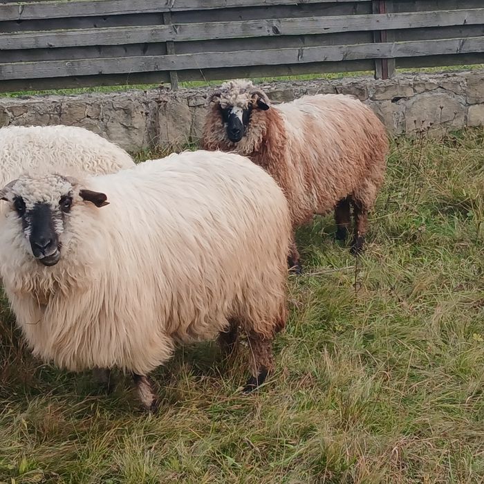 Продам вівці барани ярки