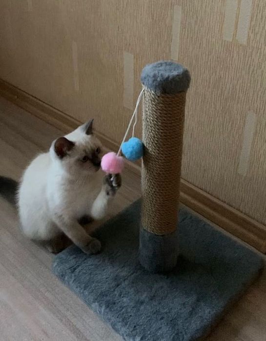 Когтеточка  дряпка для котенка