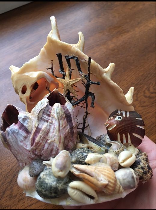 Ракушка ракушки много ракушек