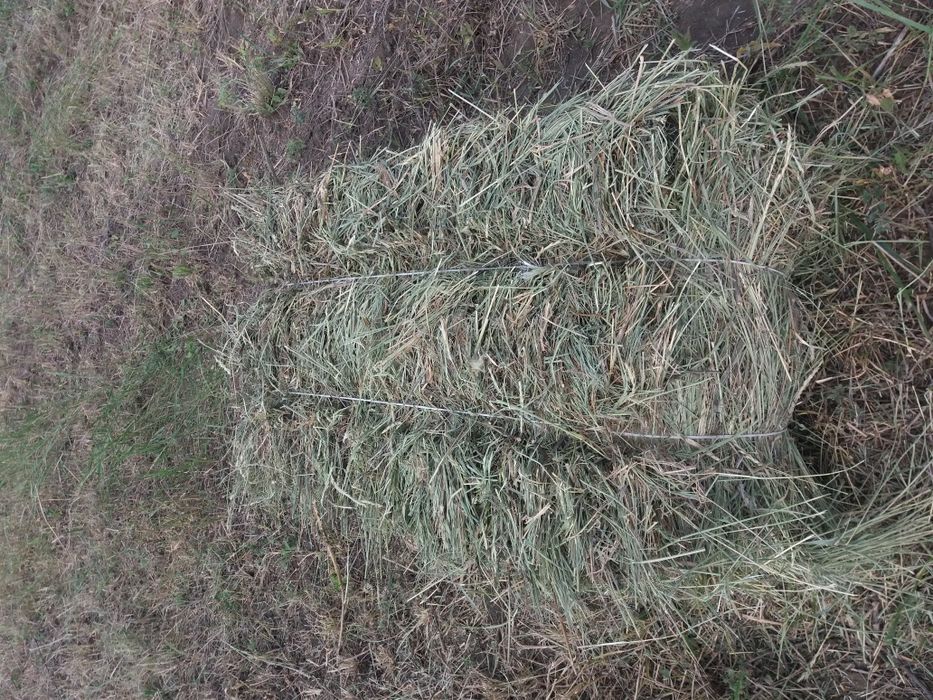 Коровам(лошадям)козам(овцам)