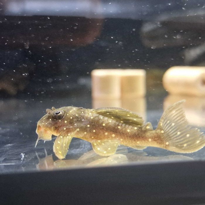 Zbrojnik L004 Angelicus Pleco Piekny w kropeczki glonojad