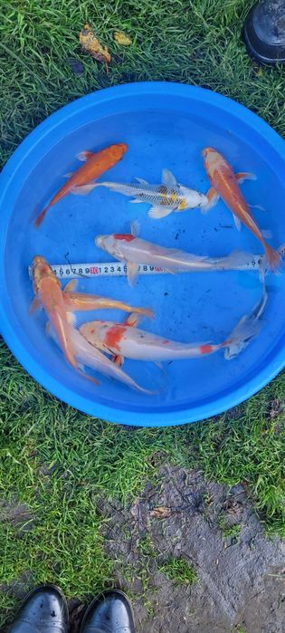 Karp Koi Butterfly 22-25