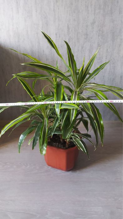 Драцена лемон лайм 80см Dracaena Lemon Lime