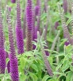 Ożanka kaukaska wieloletnia