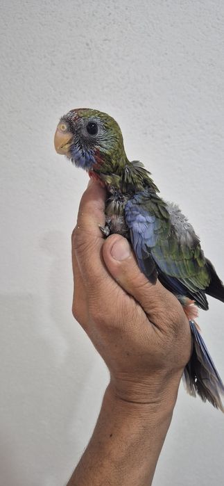 Roselas penantes serem criadas à mão