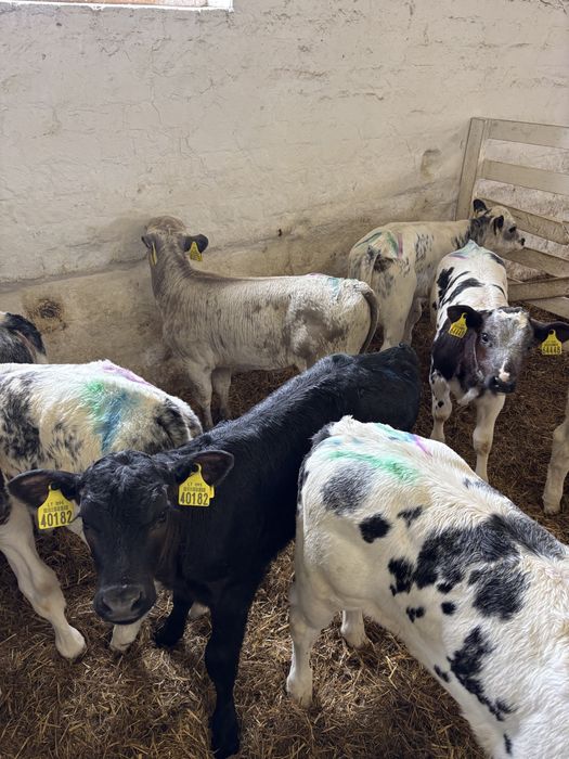 Sprzedam stado bydła miesnego