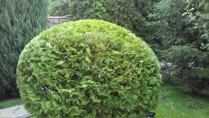 Спил деревьев любой сложности