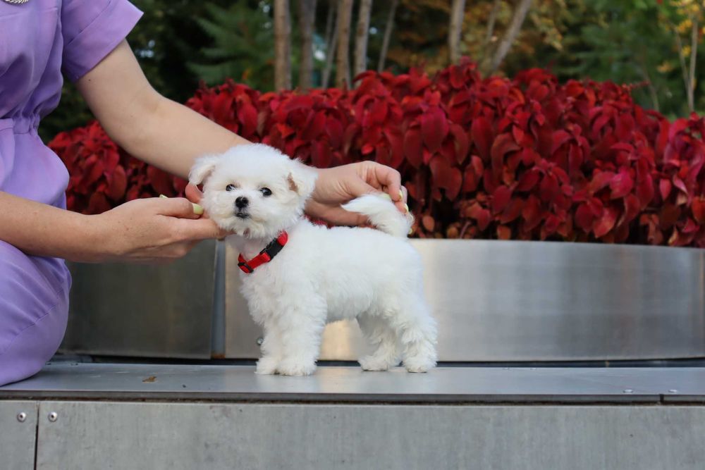 Мини бишончики белое облачко