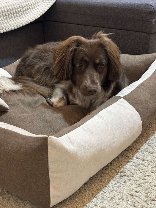 Лежанки для собак і котів