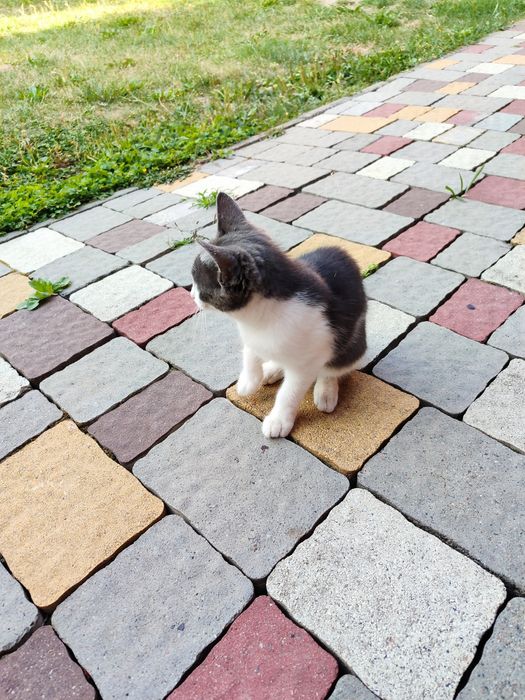 котика пухнастогоо