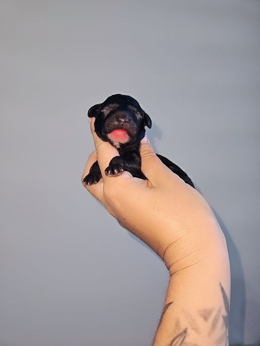 Pudel miniaturowy
