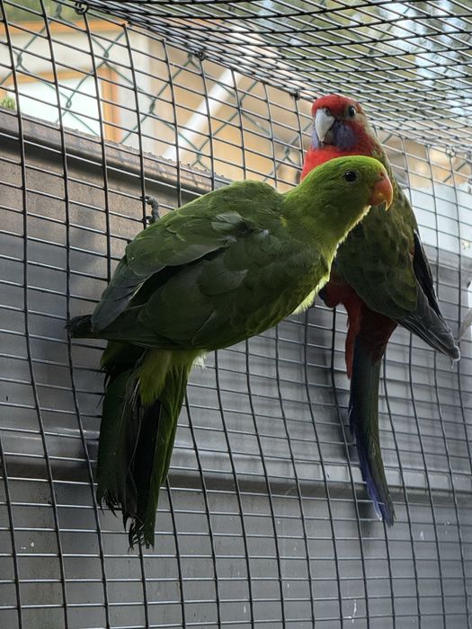 Casal Red Winged 2025