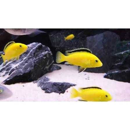 Pyszczaki Malawi yellow żółty pyszczak