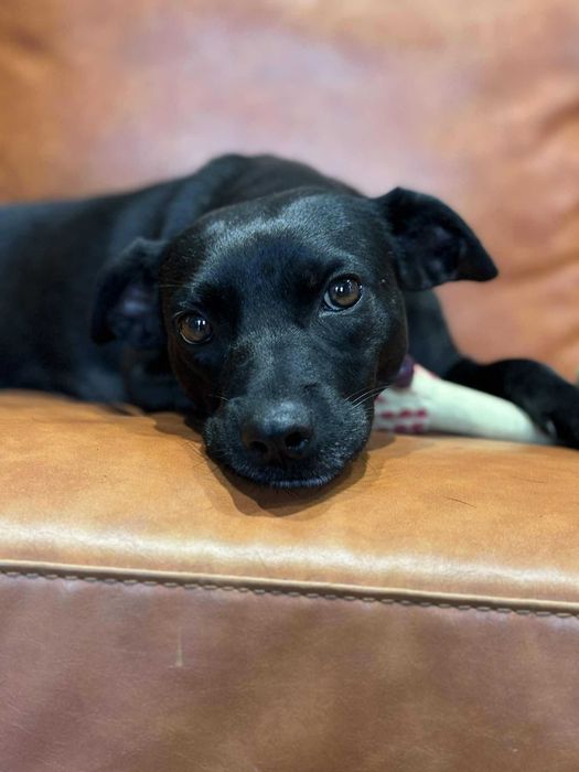 Zalia poleca się do adopcji