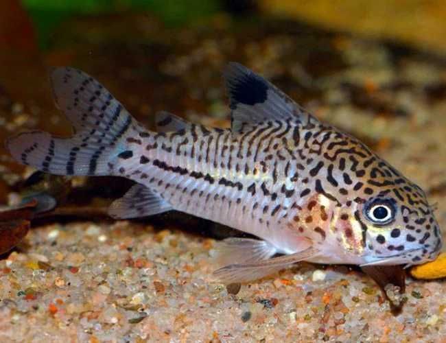 Corydoras Julii kirysk nakrapiany