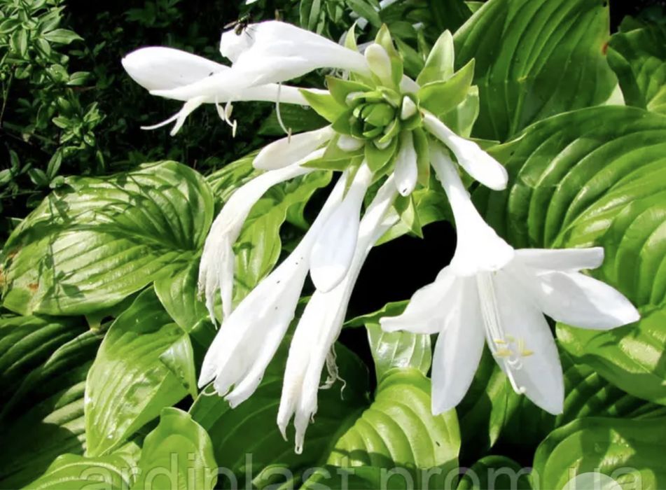 Продаю клубні Хоста біла