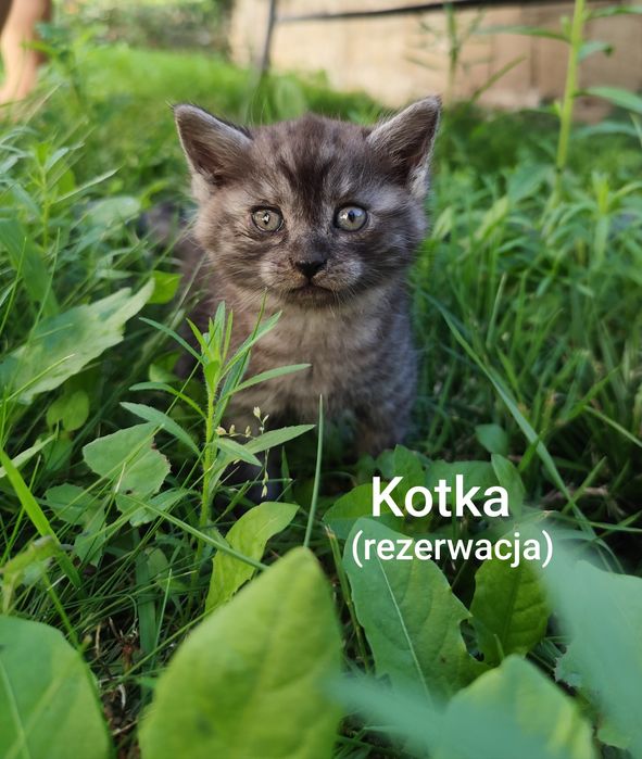Oddam małe kotki