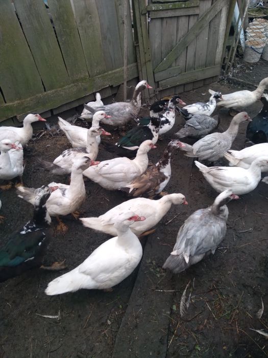 Продам качок шипунів