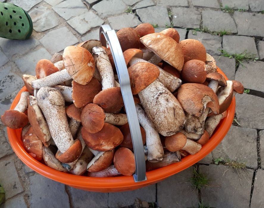 Грибы сушеные подберёзовик топольовий подосиновик без песка Закарпатье