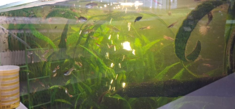 Oddam ryby gupiki