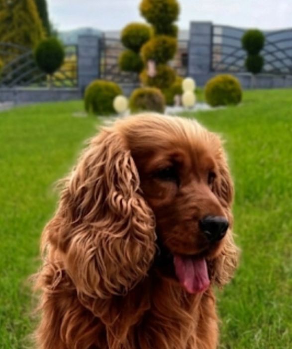 Cocker Spaniel R.e.p.